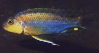 Gephyrochromis sp.