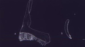 jaw and dentition of Gephyrochromis