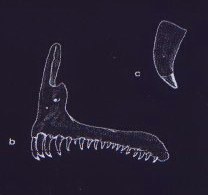 The jaw and dentition of Cynotilapia